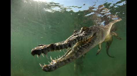 Swimming With Salt Water Crocodiles Youtube