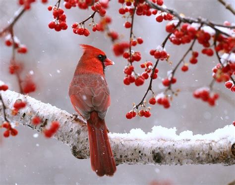 6 Proven Ways To Attract Cardinals Birds And Blooms