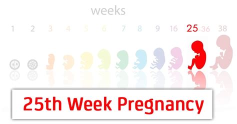 25 Weeks Pregnant Symptoms Baby Development Tips And Body Changes
