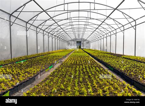 Greenhouse Industry High Resolution Stock Photography And Images Alamy