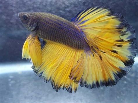 Rosetail Betta Fish Appearance Varieties Colors And More