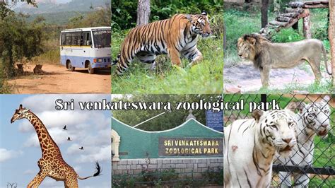 Sri Venkateswara Zoological Park Tirupati Zoo Park Lion Wild Safari