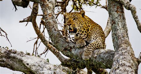 World Wildlife Day Where To See Big Cats In The Wild
