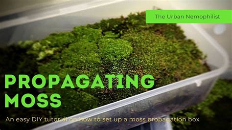 How To Setup A Moss Propagation Box How To Grow Moss Youtube