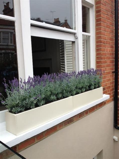 Thrillers are the tallest plants in the box. Cream windowboxes filled with faux lavender plants for a ...