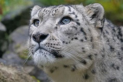 Leopard Snow Leopards Animal Big Cat Cat Zoo Cohesion Pair Pikist