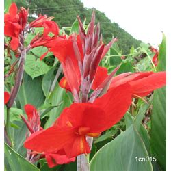 Home > spring planted bulbs > canna lilies > dwarf canna lilies. Canna Firebird | Dwarf Red Cannas - Terra Ceia Farms