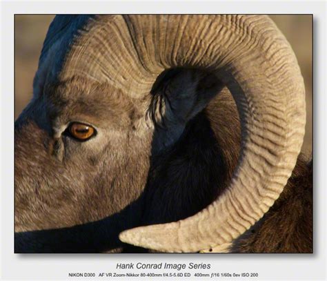 Bighorn Sheep Eye Horn Hanks Blog