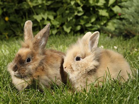 Vergesellschaftung Von Kaninchen Probleme Und Lösungen