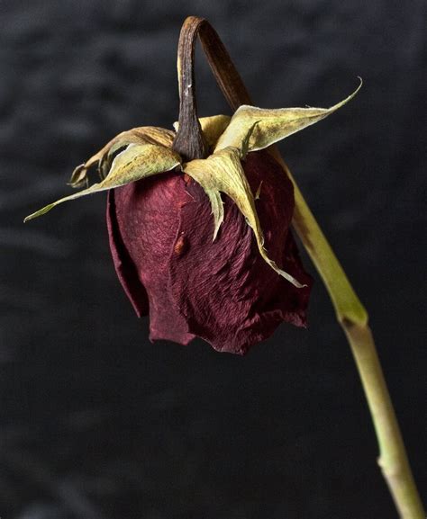 Meanwhile, eugene takes a group on a journey to meet stephanie, with. Dead Rose - for @Keesha Kimble | Phine Art, Design, and ...