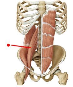 Groin muscles diagram anatomy of groin area photos muscles. Anatomy of the Groin Area - home to some of the more ...