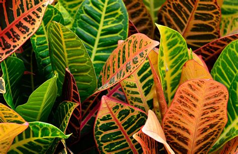 Croton How To Grow And Care For Croton Plants The Old