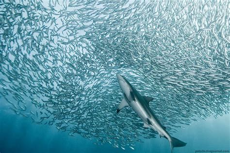Dazzling Underwater Photographs Of Fish Dolphins Birds