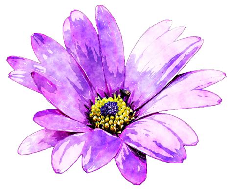 Darius Synergy Free Watercolor Flowers Png Flowers Clipart Hand