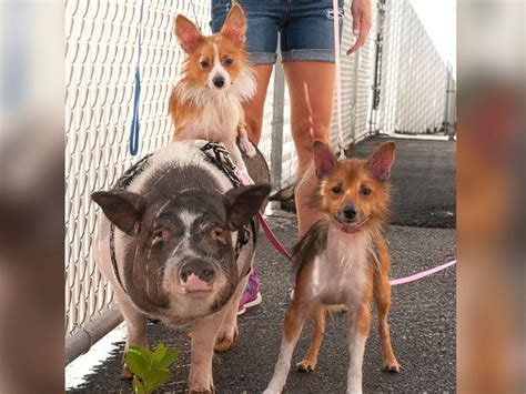 Pot Bellied Pig And 2 Dogs Found Abandoned Together Are