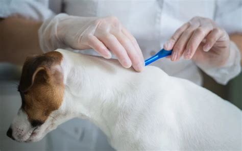 Pyoderma In Dogs Causes Symptoms And Treatments