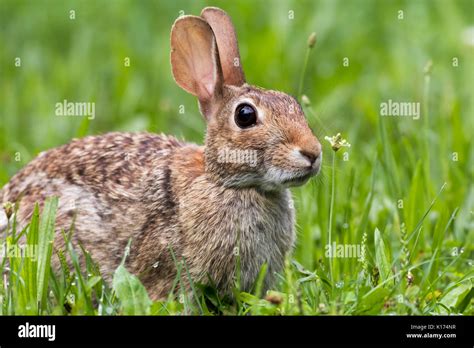 Adorable Eastern Cottontail Sylvilagus Floridanus Rabbit At Dusk