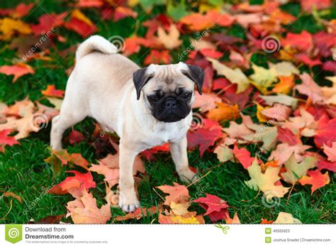 Pug Puppy Standing In Colorful Autumn Leaves In Green Grass Stock Image