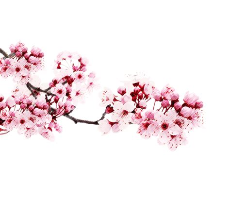 Cherry Blossom PNG Images Transparent Free Download | PNGMart.com gambar png