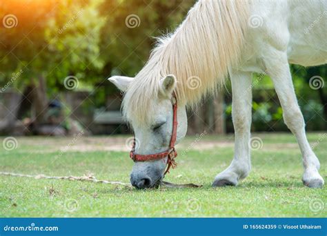 Beautiful White Horse Eating Grasses Stock Image Image Of Animal
