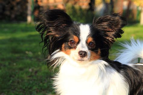 30 Small Dog Breeds That Make Great Pets | Small fluffy ...