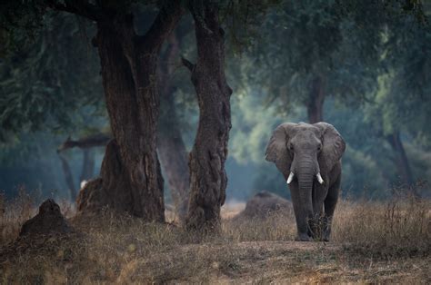 Elephant Tree Desktop Wallpaper
