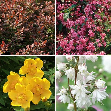 The Ultimate Winter Hardy Shrub Collection Yougarden