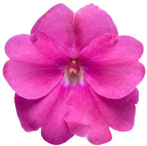 Sunpatiens Compact Neon Pink Impatiens X Hybrida Proven Winners