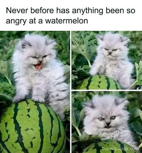 Funny And Relatable Cat Pics And Memes To Brighten Up Your Day All Your Viral News