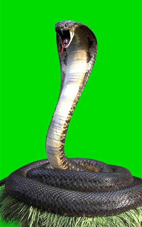 Iphone Background Images Black Background Images King Kobra Snake