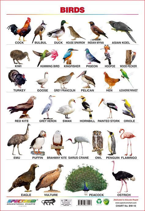 Prototypic Wild Animals Chart With Names Pdf 6 Domestic