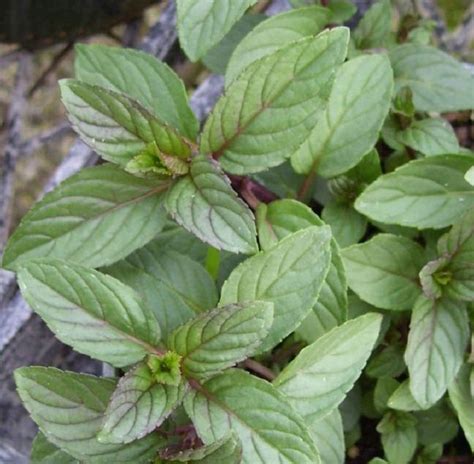 Chocolate Mint Herb Plant Start Victory Gardeners