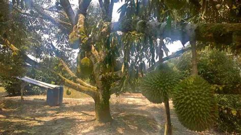 Now they are hundreds of acres and bigger, and many more will come. pls plantations, a construction and palm plantation firm which counts property tycoon lim kang hoo as a director, last month said it will buy a us$5. Must-Visit Durian Farms In Malaysia © LetsGoHoliday.my