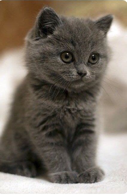 Grey Cat With Grey Eyes Super Cute Kittens Kittens