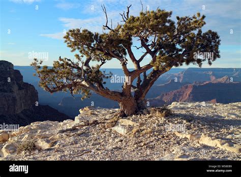 Water Thrifty Bonsai Tree Along The Grand Canyon Rim This Pinyon Pine