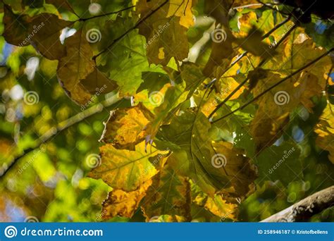 Autumn Leaf Color With Green And Yellow Leaves On A Tree Stock Image