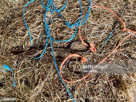 Hay Bale String Photos And Premium High Res Pictures Getty Images