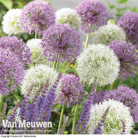 Allium Big Impact Mix Van Meuwen