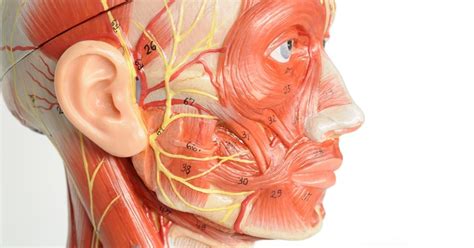 Lengthening And Strengthening Your Facial Muscles Moyer Total Wellness