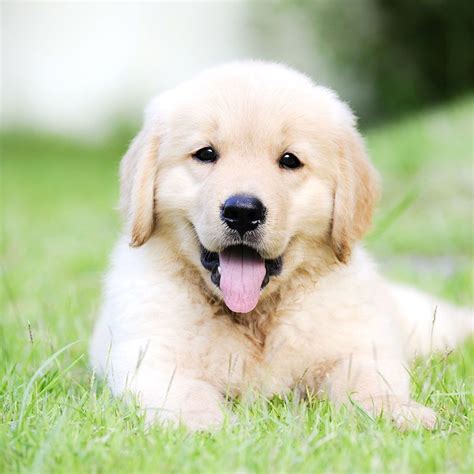 English Cream Golden Retriever Puppies Price Cuteanimals In 2020