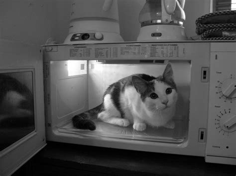 Microwave Cat By Theodorepancake On Deviantart