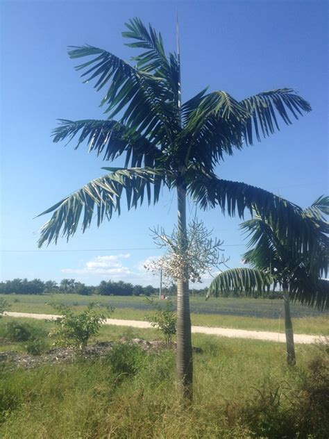 Montgomery Palm | Veitchia montgomeryana | Palmco - Wholesale Palms 