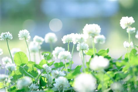 흔해빠진 직업으로 세계최강 번외편 arin. 野草一覧。5月に白い花が咲く12種。気になる名前を検索!