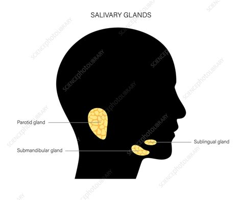 Salivary Glands Illustration Stock Image F0363885 Science Photo