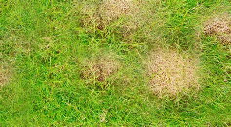 Brown Spots In Lawn After Winter What They Mean And What To Do Green