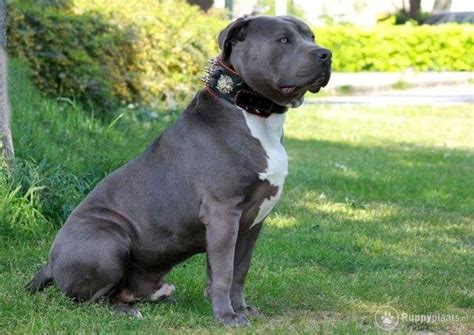 The first american bully was bred in the united states between 1980 if you see pocket bully, micro or xxl varieties advertised by breeders, be aware that these. Puppyplaats.nl - American bully XXL - Pitbull Terriër dekreu
