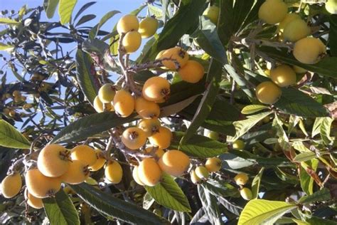 What Is A Loquat What To Do With Loquat Trees And Fruit