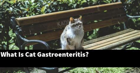 What Is Cat Gastroenteritis Catstopics