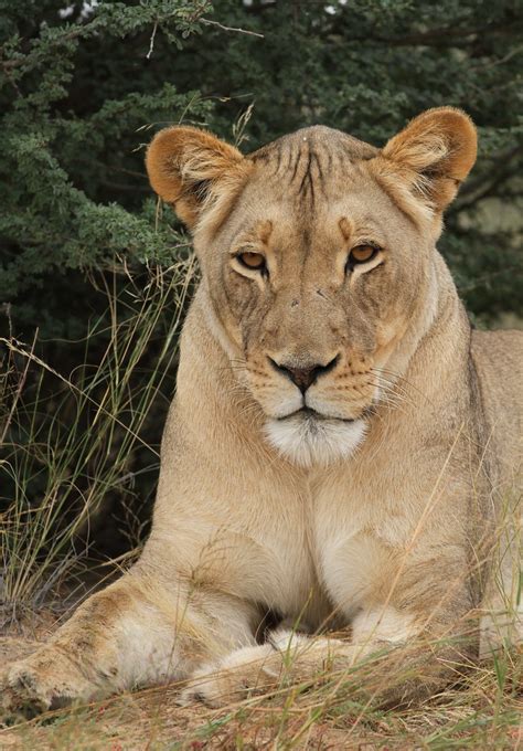 African Lion Panthera Leo At Kgalagadi Transfrontier Park Flickr