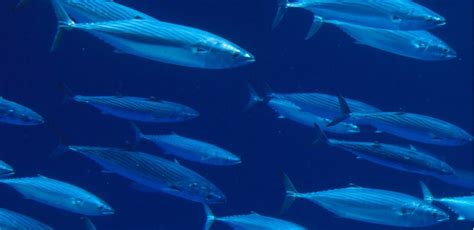 Bonito Fish Characteristics Habitat Properties And More